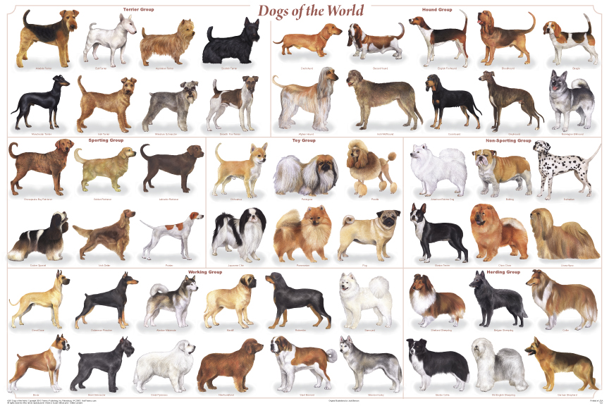 77257-dogs_of_the_world.jpg