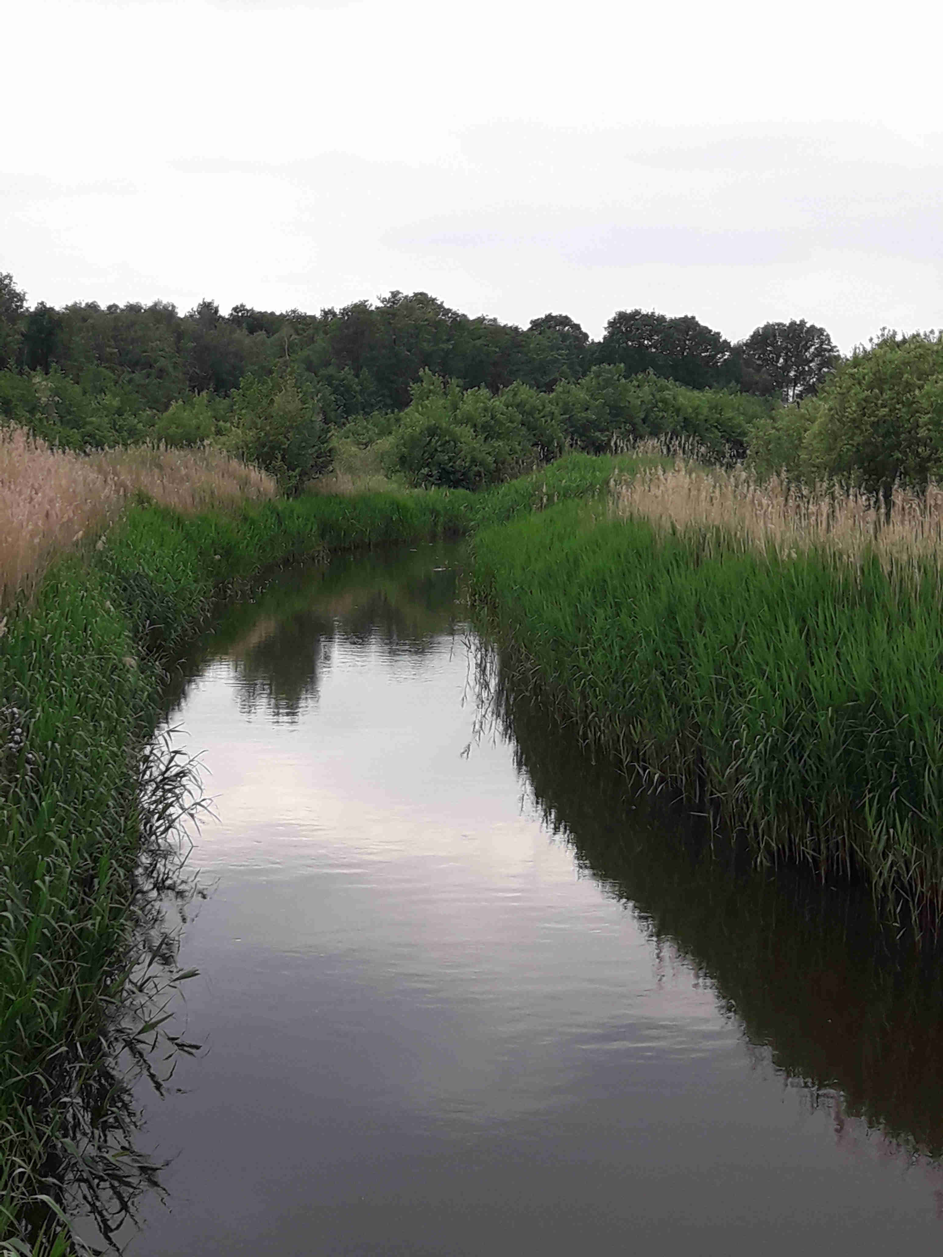 Dommel_bij_De_Hogt_ri_Zuiden_31mei2019-rr-ef.jpg