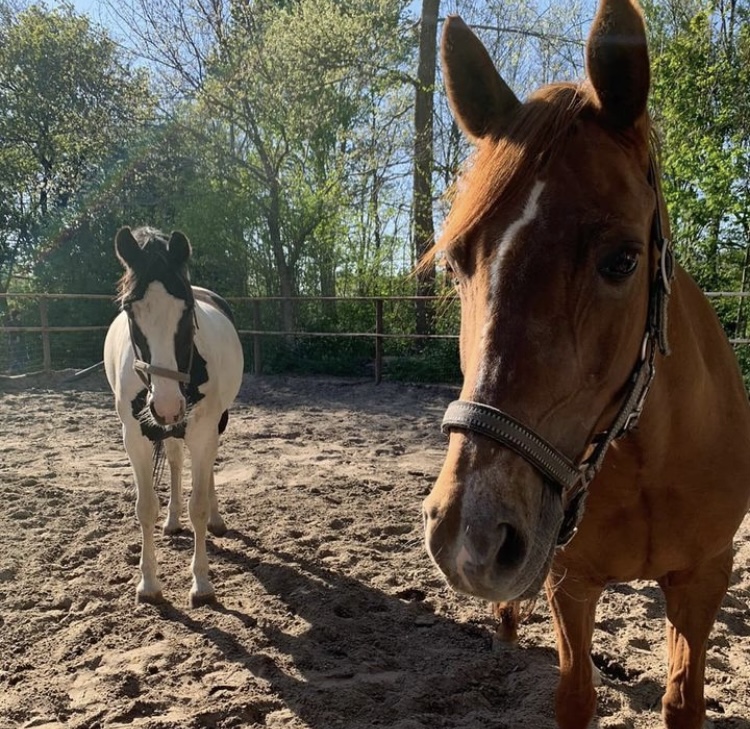 Foto_paddock_Manege_De_Wildhoef.jpg