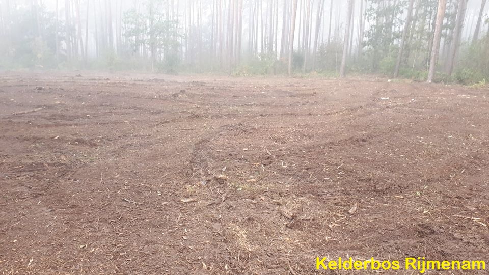 Kelderbos_Rijmenam.jpg
