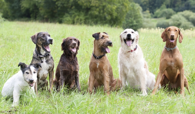 hoofdrubriek_honden.jpg