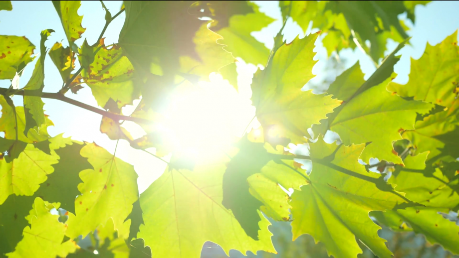 sun-shining-through-leaves-sunshine-filtering-through-leaves_rvg9khba_thumbnail-full03.png