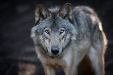 wolf3.jpg